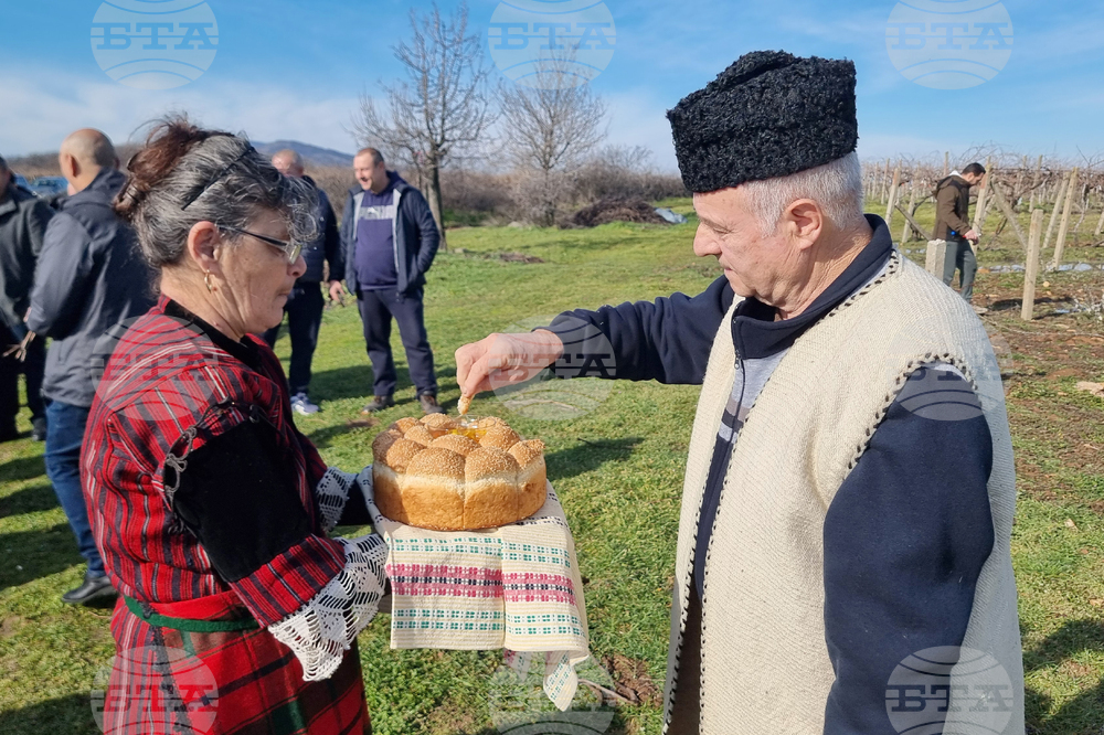 Село Сусам - Трифон Зарезан - зарязване