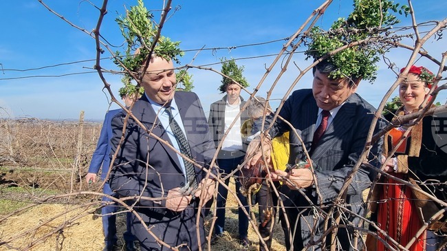 В Института по лозарство и винарство в Плевен спазиха традицията и зарязаха лозите на празника Трифон Зарезан