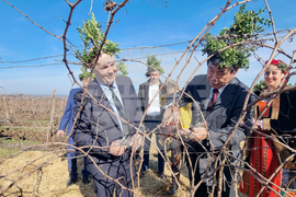 Плевен - Институт по лозарство и винарство - Трифон Зарезан