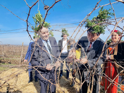 Плевен - Институт по лозарство и винарство - Трифон Зарезан