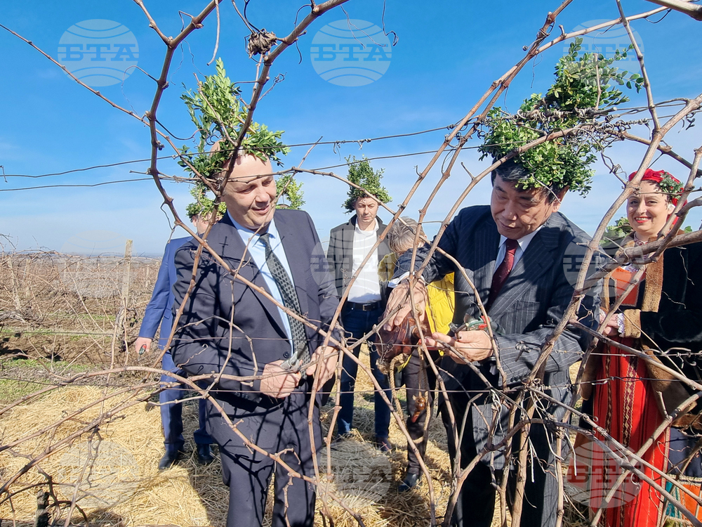 Плевен - Институт по лозарство и винарство - Трифон Зарезан