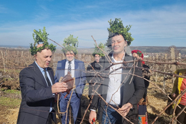 Плевен - Институт по лозарство и винарство - Трифон Зарезан