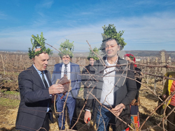 Плевен - Институт по лозарство и винарство - Трифон Зарезан