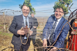 Плевен - Институт по лозарство и винарство - Трифон Зарезан