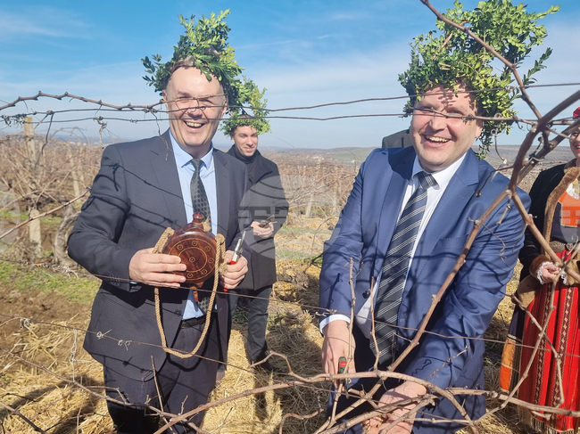 Плевен - Институт по лозарство и винарство - Трифон Зарезан