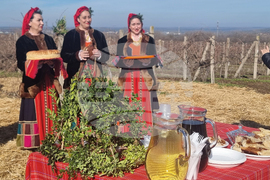 Плевен - Институт по лозарство и винарство - Трифон Зарезан