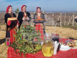 Плевен - Институт по лозарство и винарство - Трифон Зарезан