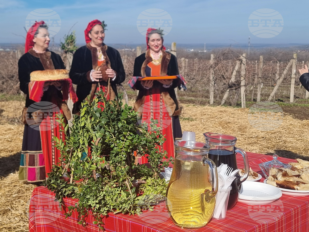 Плевен - Институт по лозарство и винарство - Трифон Зарезан