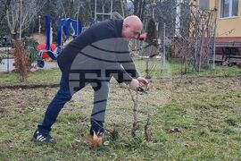 Вършец - Трифон Зарезан - отбелязване