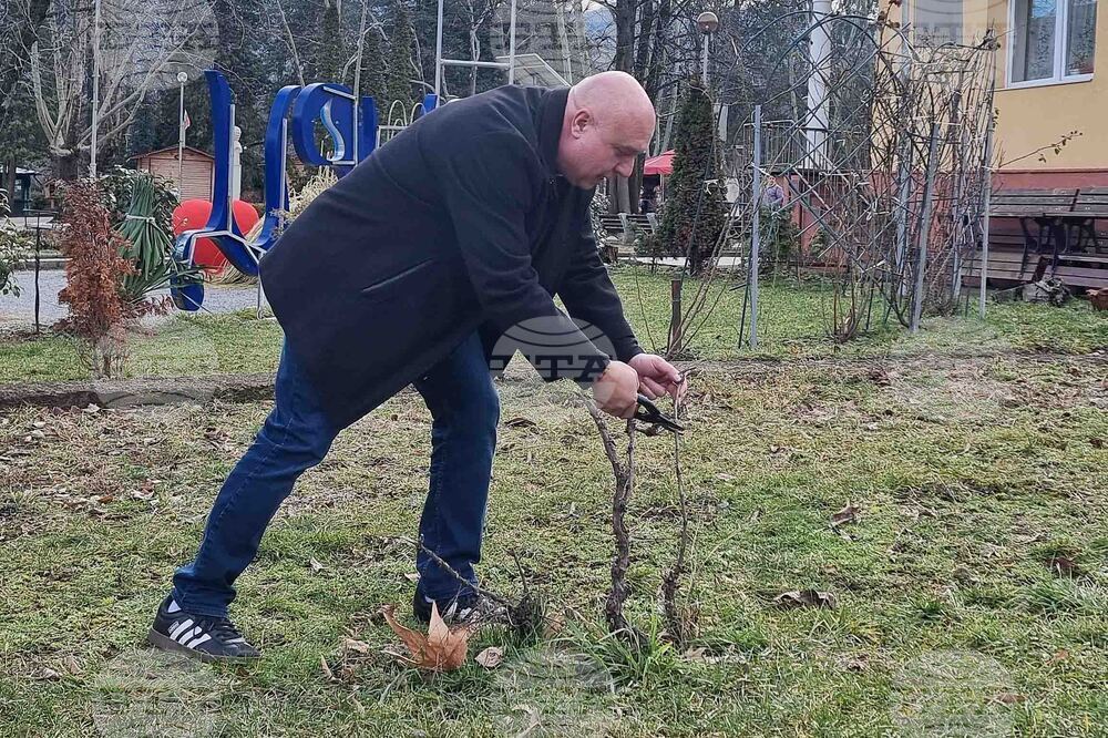 Вършец - Трифон Зарезан - отбелязване