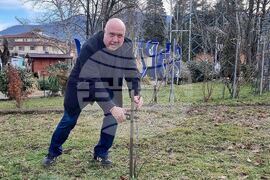 Вършец - Трифон Зарезан - отбелязване