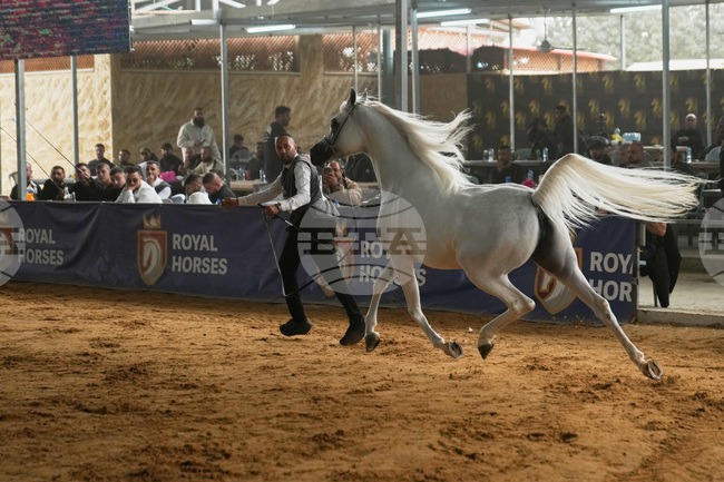 Israel Palestinians Arabian Horses