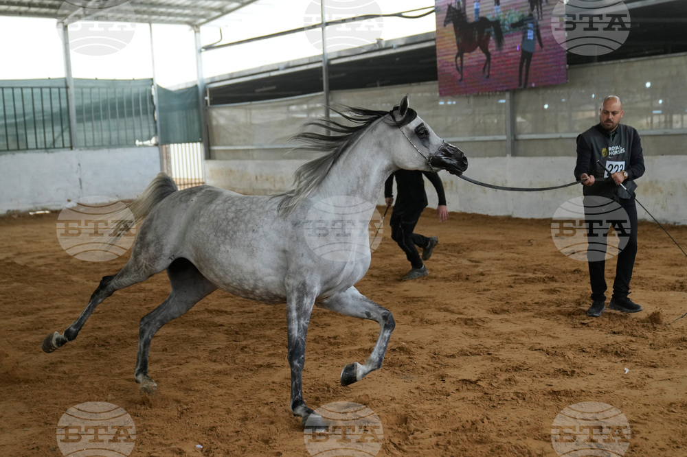 Israel Palestinians Arabian Horses