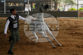 Israel Palestinians Arabian Horses