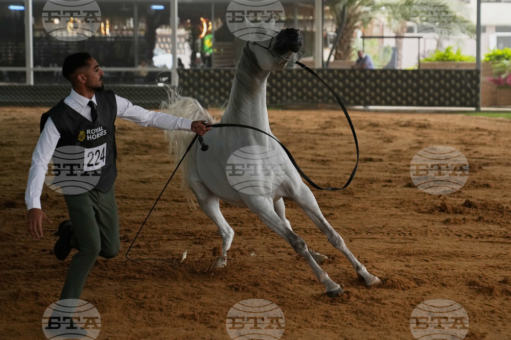 Israel Palestinians Arabian Horses