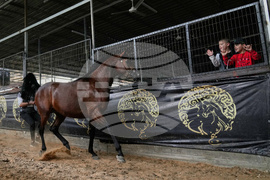 Israel Palestinians Arabian Horses