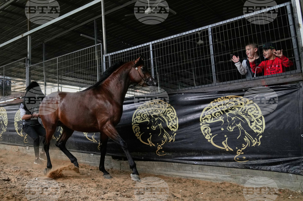 Israel Palestinians Arabian Horses