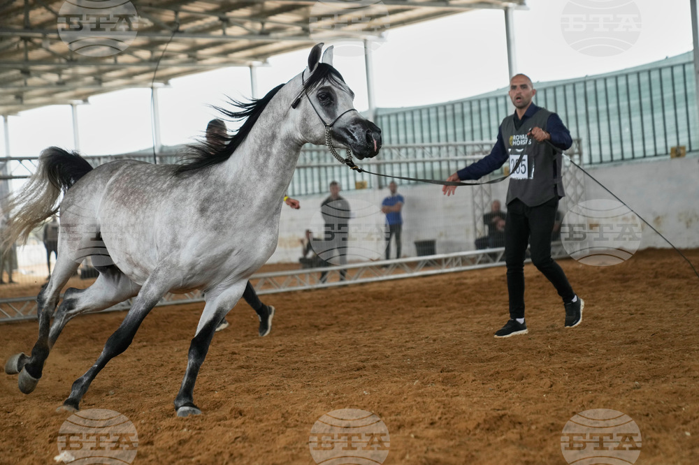 Israel Palestinians Arabian Horses