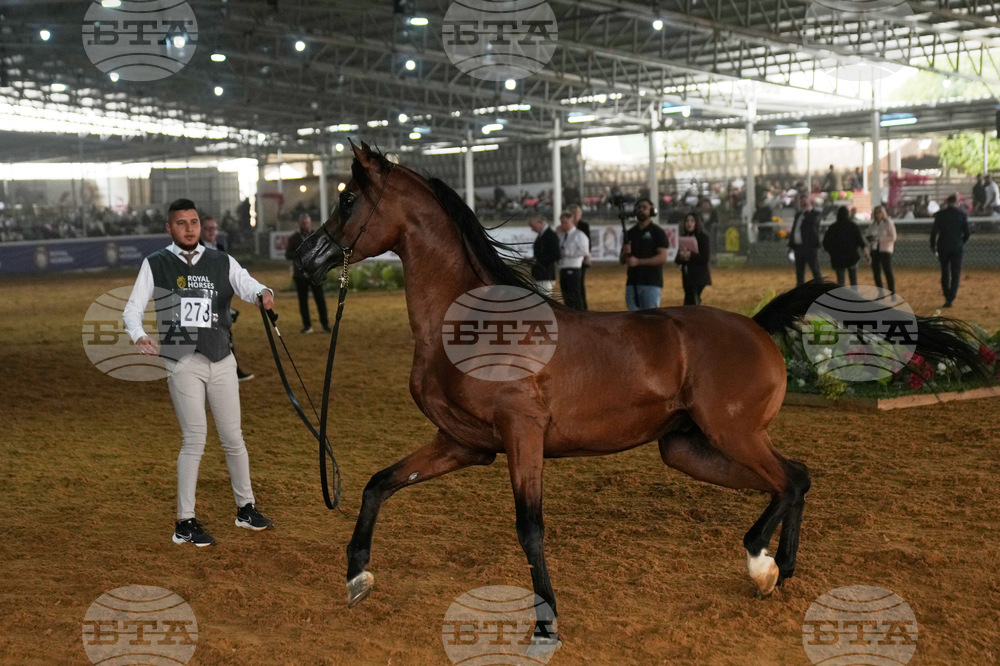 Israel Palestinians Arabian Horses