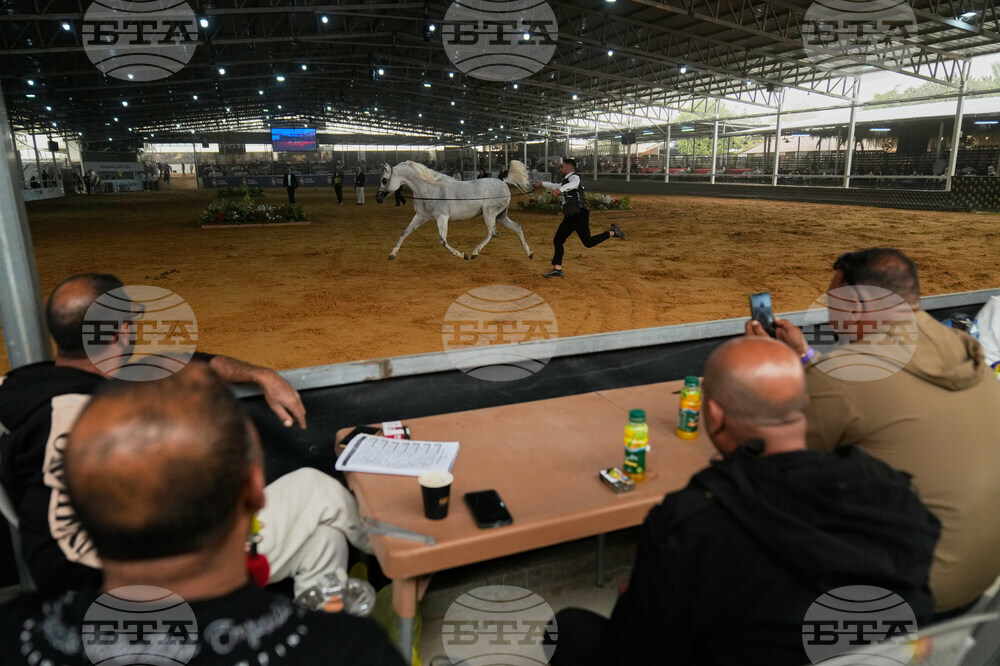 Israel Palestinians Arabian Horses