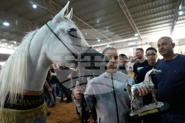 Israel Palestinians Arabian Horses