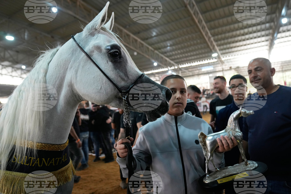 Israel Palestinians Arabian Horses