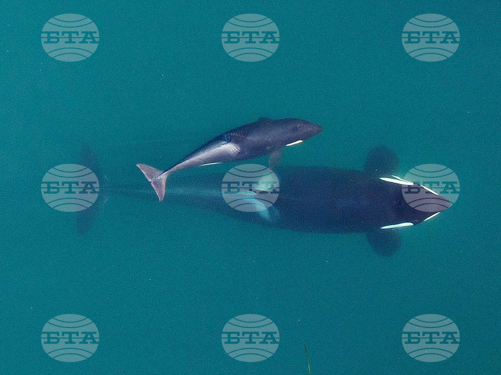 Необичайно голяма група от около 20 косатки е забелязана край бреговете на Сан Франциско