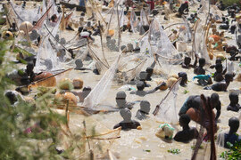 Nigeria Argungu Fishing Festival