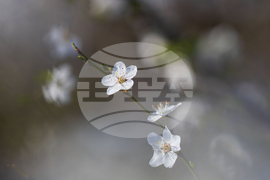 Бургас - цъфтящи пролетни дървета