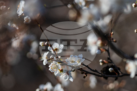 Бургас - цъфтящи пролетни дървета