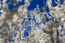 Бургас - цъфтящи пролетни дървета