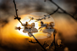 Бургас - цъфтящи пролетни дървета