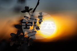 Бургас - цъфтящи пролетни дървета