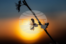 Бургас - цъфтящи пролетни дървета