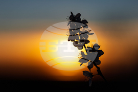 Бургас - цъфтящи пролетни дървета