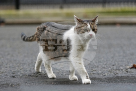 Britain Larry The Cat Photo Gallery