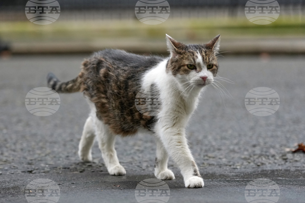 Britain Larry The Cat Photo Gallery
