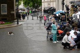 Britain Larry The Cat Photo Gallery