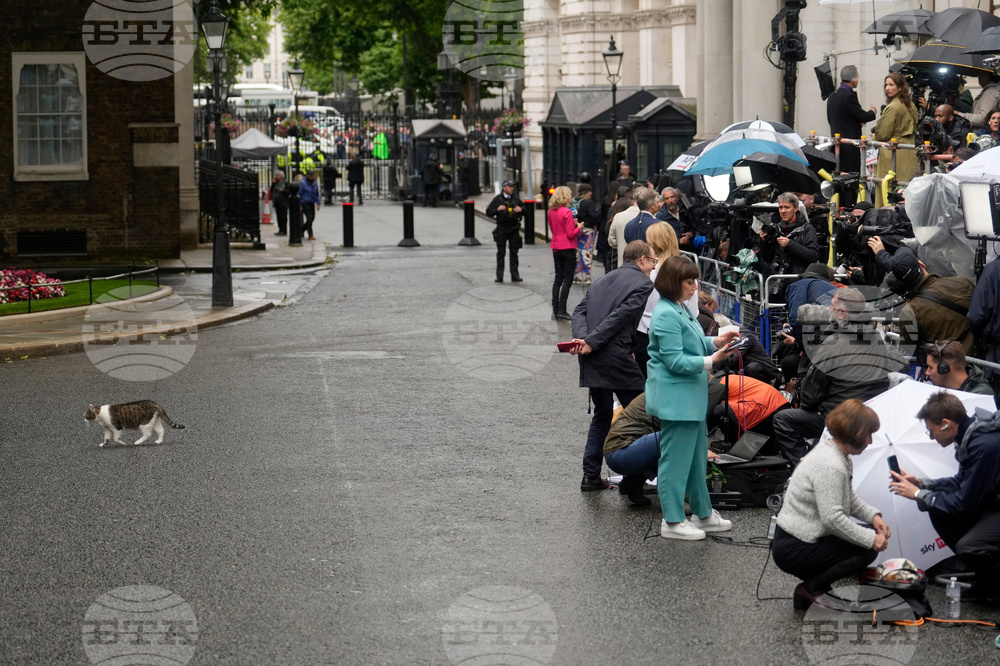 Britain Larry The Cat Photo Gallery