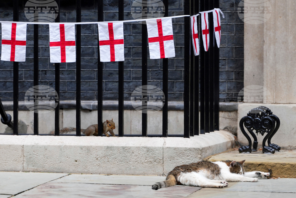 Britain Larry The Cat Photo Gallery