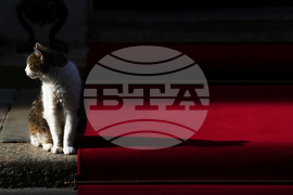 Britain Larry The Cat Photo Gallery