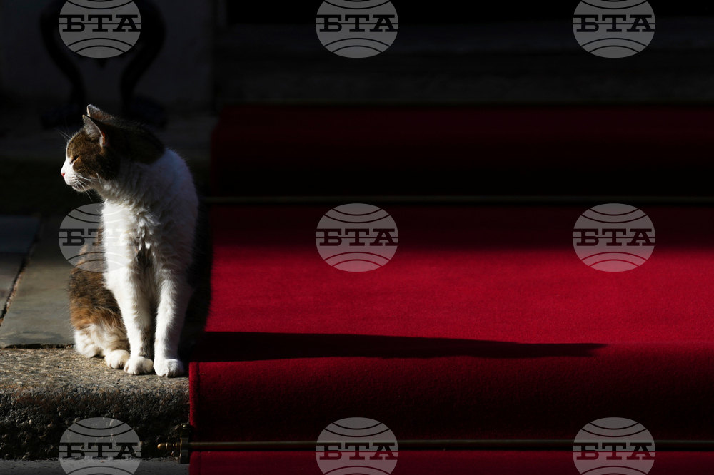 Britain Larry The Cat Photo Gallery