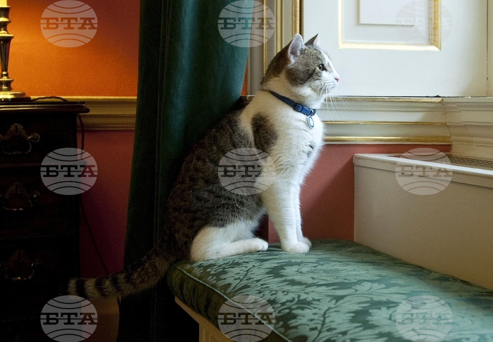 Britain Larry The Cat Photo Gallery