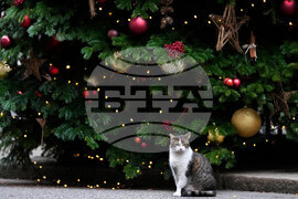 Britain Larry The Cat Photo Gallery