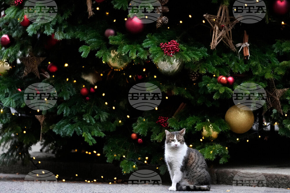 Britain Larry The Cat Photo Gallery