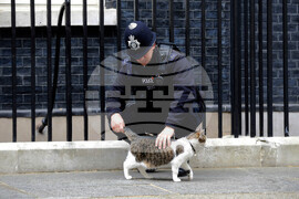 Britain Larry The Cat Photo Gallery