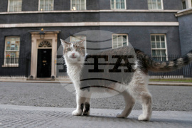 Britain Larry The Cat