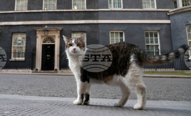 Britain Larry The Cat