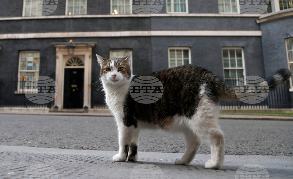 Britain Larry The Cat