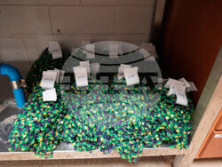 Biodegradable Mardi Gras Beads